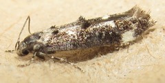 Mompha conturbatella