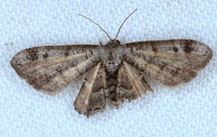 Phazaca interrupta