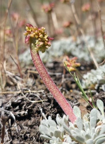 matted wild buckwheat