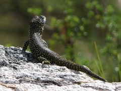 Stenocercus empetrus