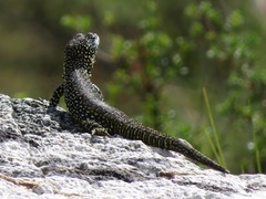 Stenocercus empetrus