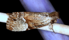 Alophosoma emmelopis