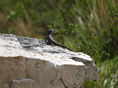 Stenocercus empetrus