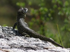 Stenocercus empetrus