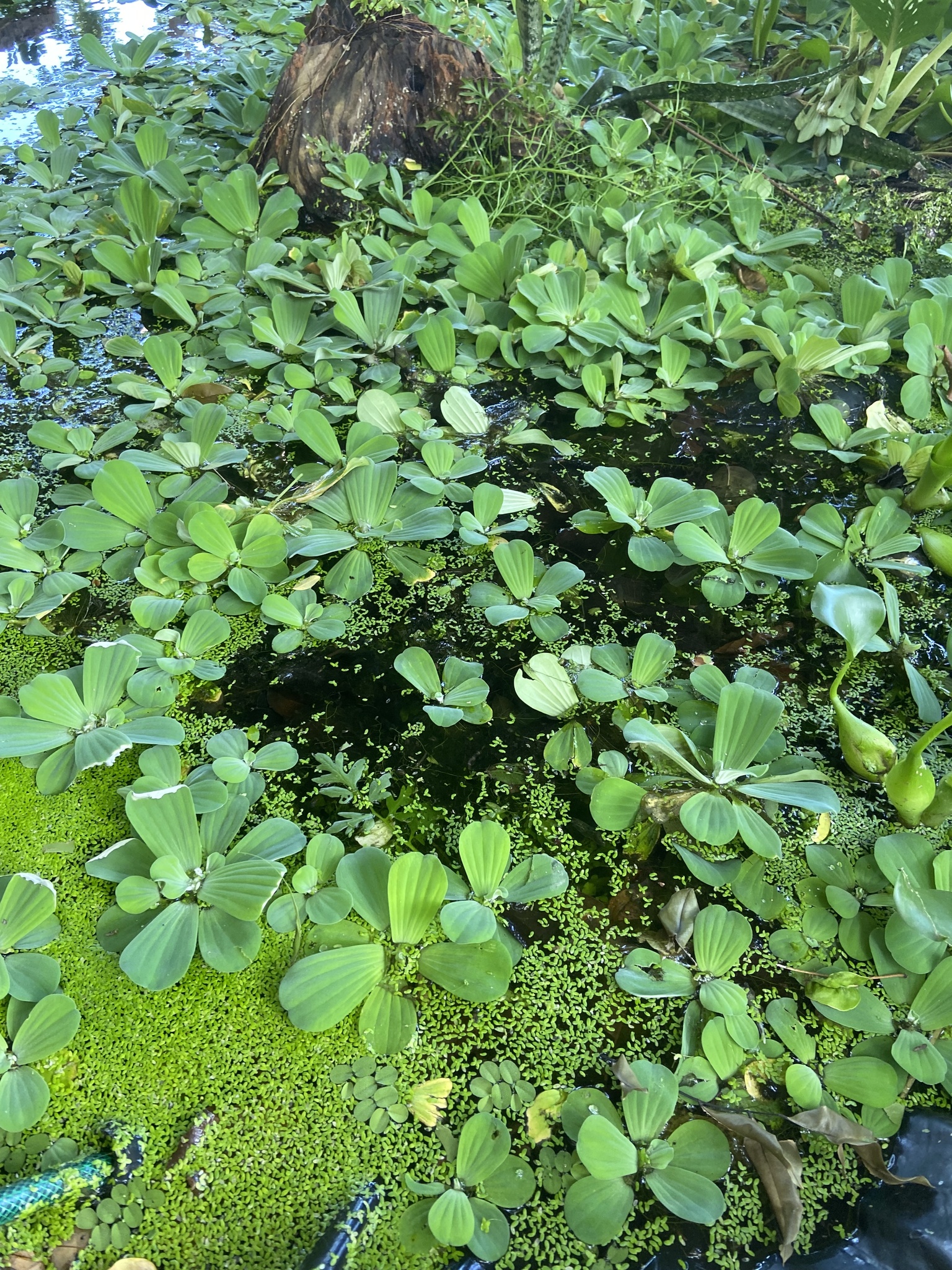 Pistia stratiotes