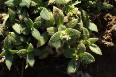 Richardia humistrata