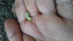 Abutilon trisulcatum