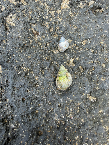 Littorina observed 2026-05-18