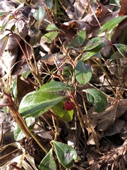 Gaultheria procumbens image