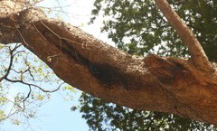 Pterocarpus marsupium