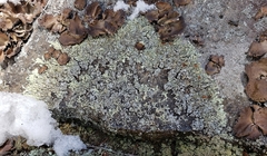 Xanthoparmelia stenophylla