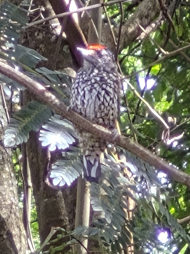 White-wedged Piculet