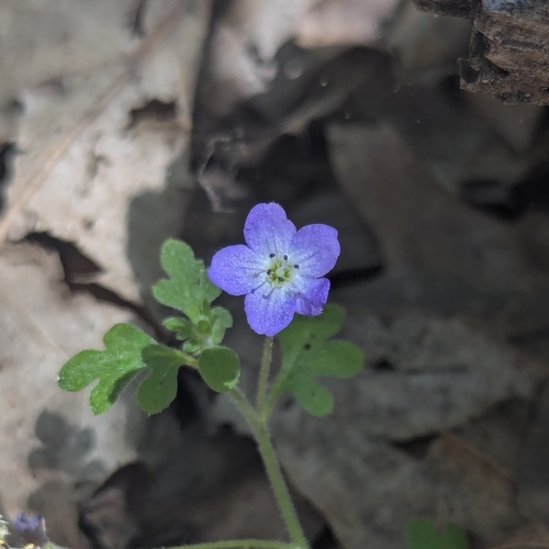 Eastwood's baby blue eyes (Nemophila pulchella)