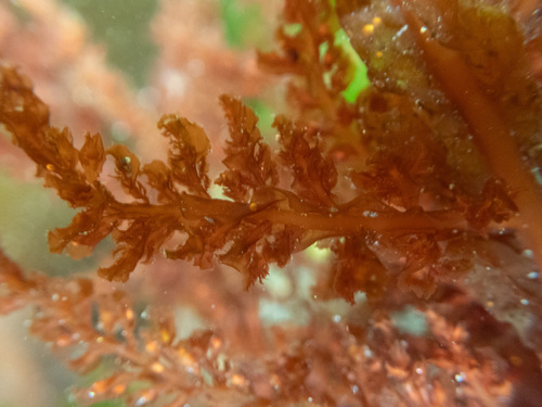 Delesseria decipiens observed 2026-05-18