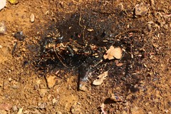 Pterocarpus marsupium