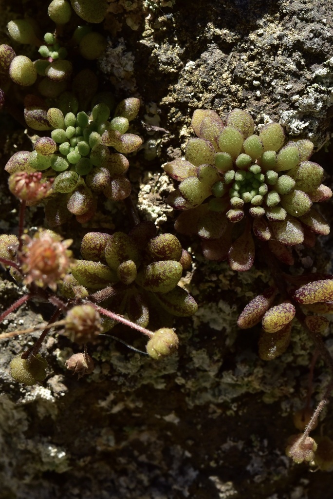 Monanthes brachycaulos (Webb & Berthel.) Lowe
