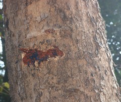 Pterocarpus marsupium