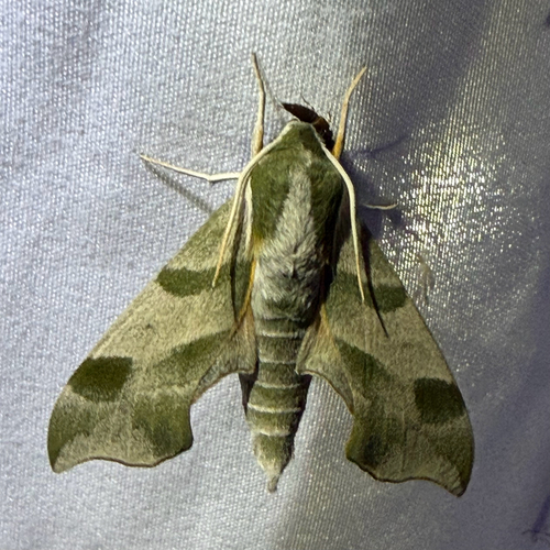 Virginia Creeper Sphinx photo 4