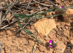 Polygala pubiflora