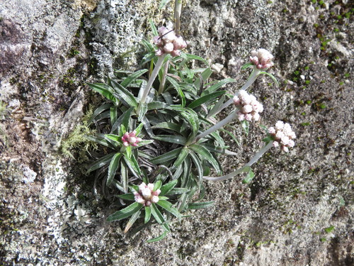 Antennaria linearifolia
