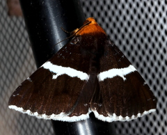 Buzara frontinus