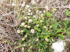 Alternanthera macbridei