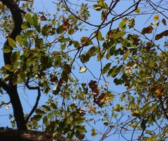 Pterocarpus marsupium