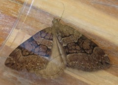 Thera cognata
