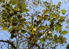 Pterocarpus marsupium