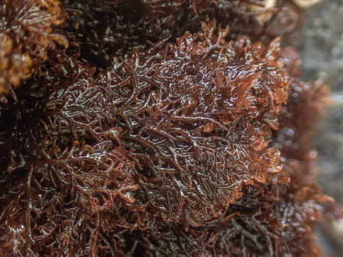Plocamium violaceum observed 2026-05-18
