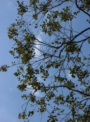 Pterocarpus marsupium