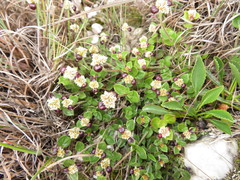 Alternanthera macbridei