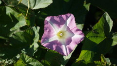 Calystegia sepium roseata