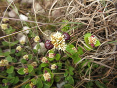 Alternanthera macbridei