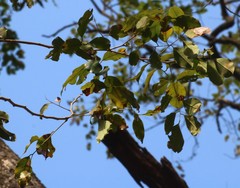 Pterocarpus marsupium