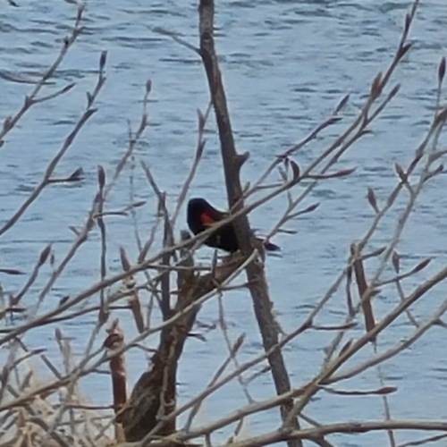Red-winged Blackbird