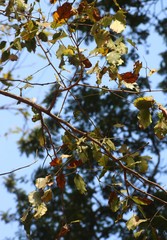 Pterocarpus marsupium