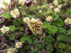 Alternanthera macbridei