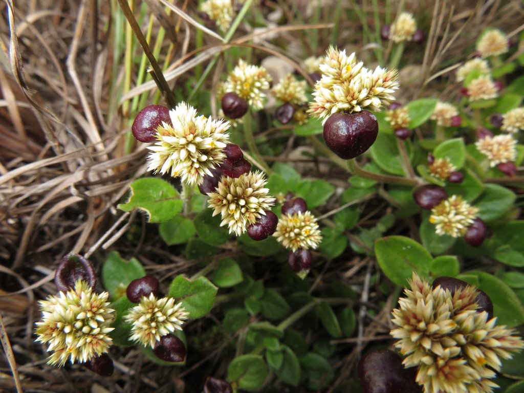 Alternanthera macbridei