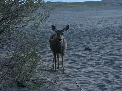 Mule Deer