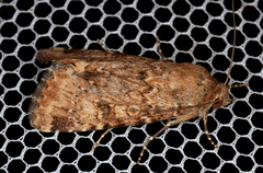 Heliothis punctifera