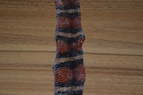 West Mexican Milksnake