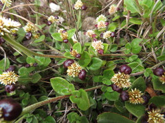 Alternanthera macbridei