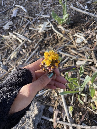 Senecio aronicoides observed 2026-05-18
