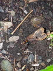 Abscondita cerata