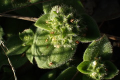 Richardia humistrata