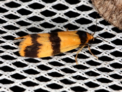 Stenoscaptia venusta