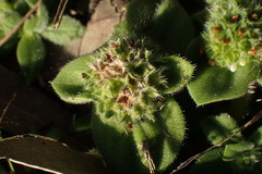 Richardia humistrata