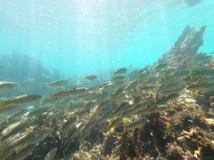 Helotes octolineatus