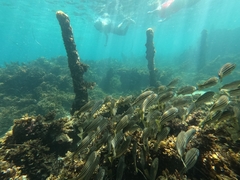 Helotes octolineatus